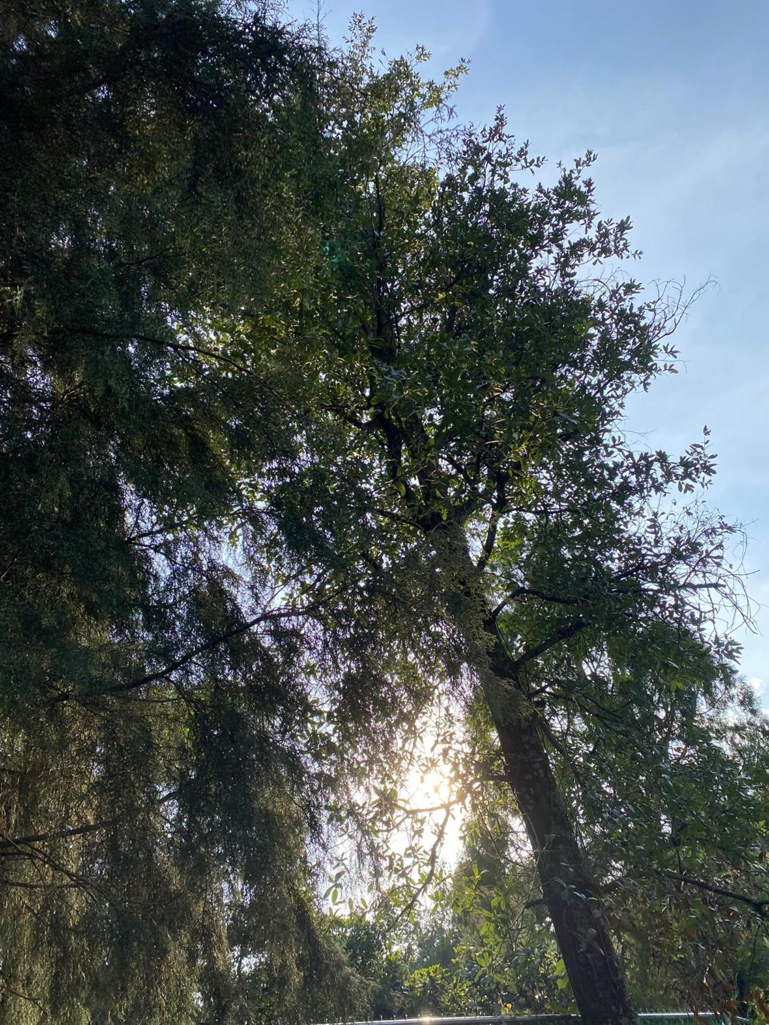 Cabanas Alpina, Romantica Y Acogedora A 10 Minutos Del Centro Tepoztlán Esterno foto